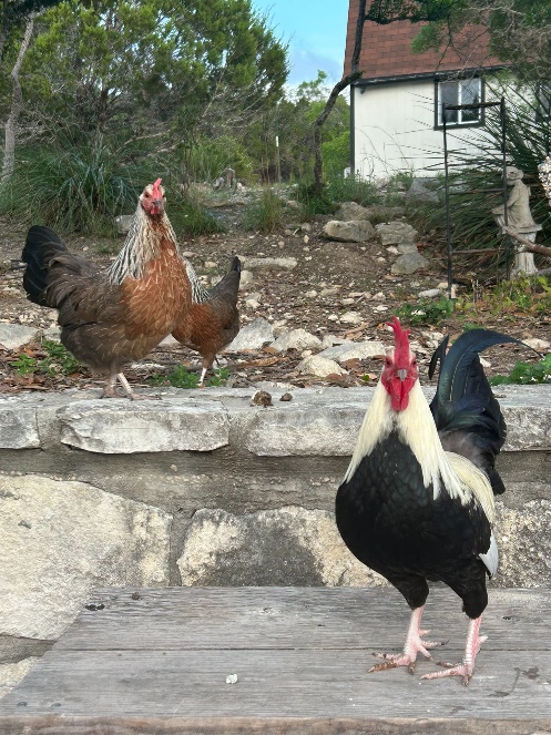 Free-range chickens from Daisy Meadow Farm