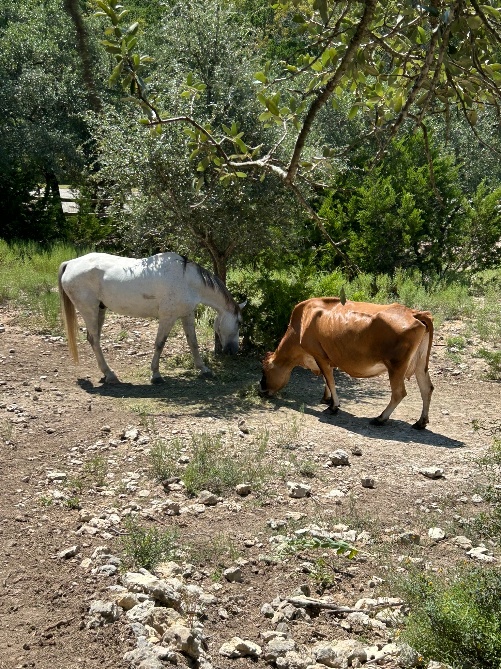 Farm photo 13