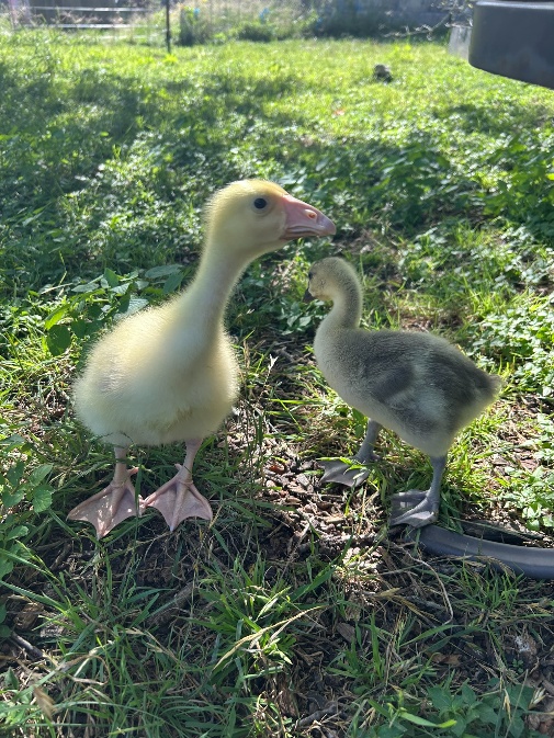 Farm photo 15