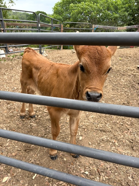 Farm photo 16