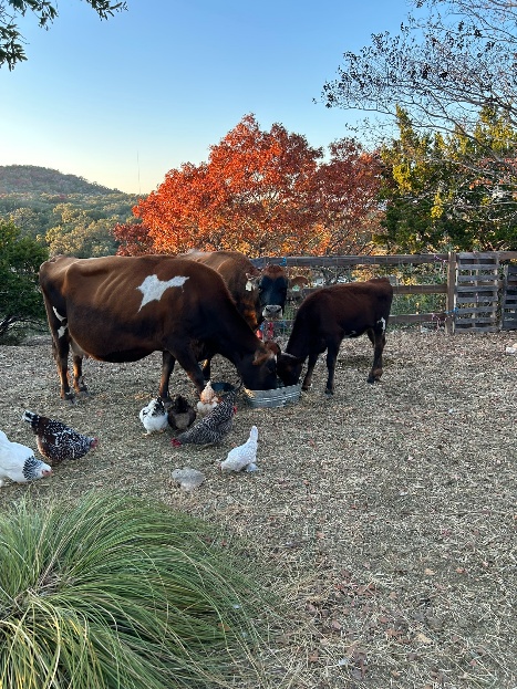 Farm photo 2