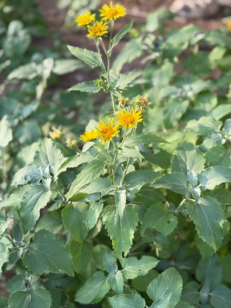 Farm photo 3