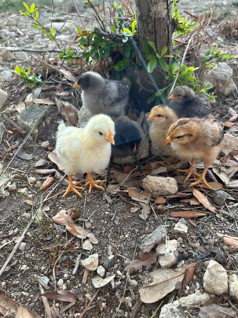 Farm photo 8